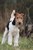 FOX TERRIER 578